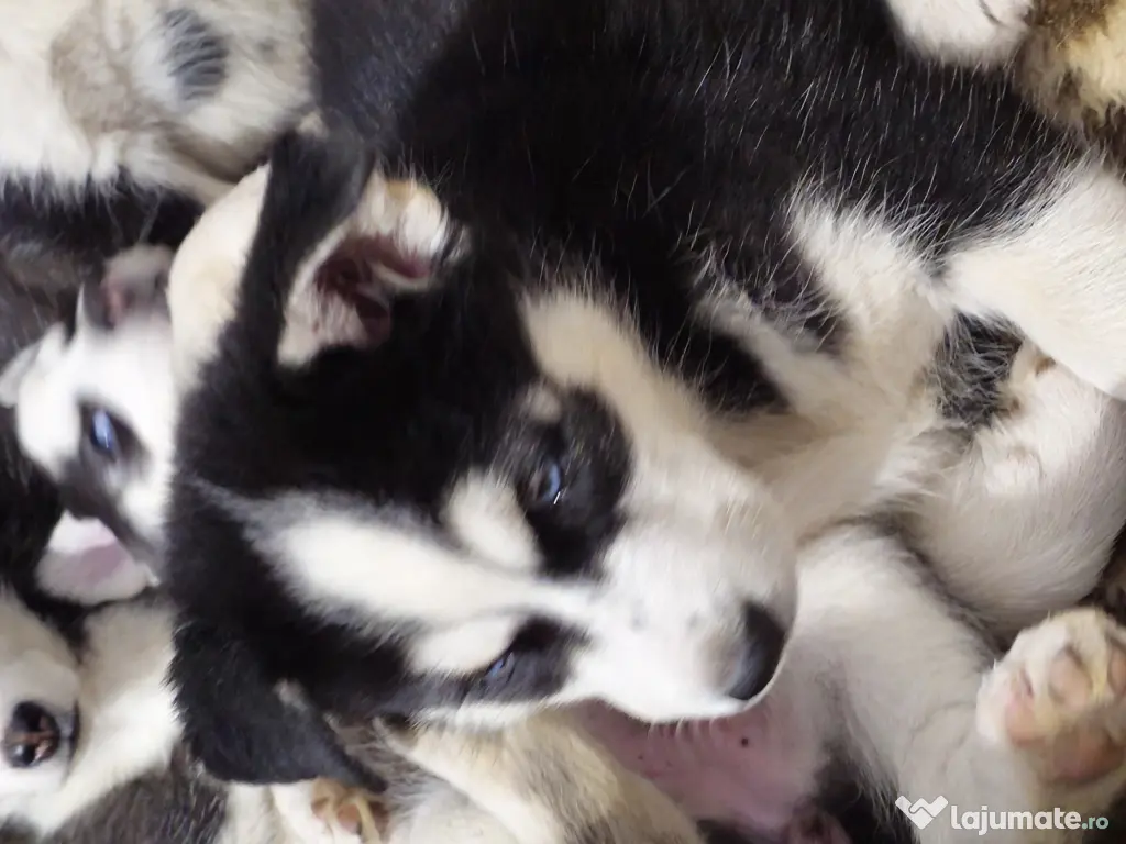 Pui husky de vanzare 