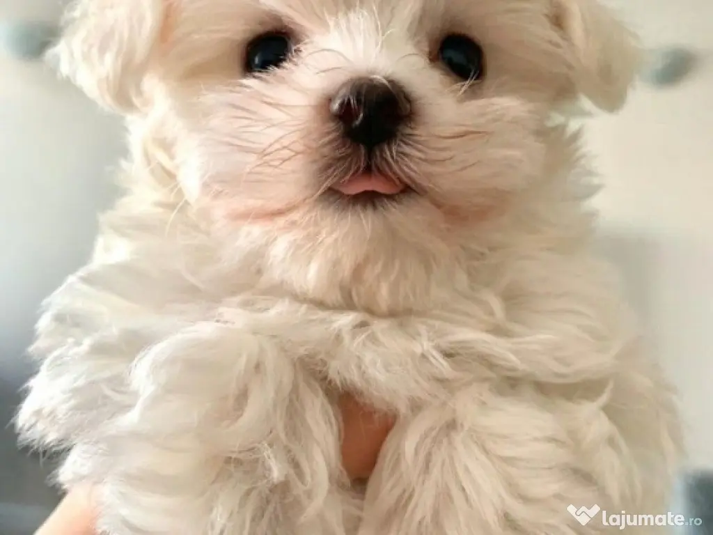 pui bichon maltez mini toy trecupe