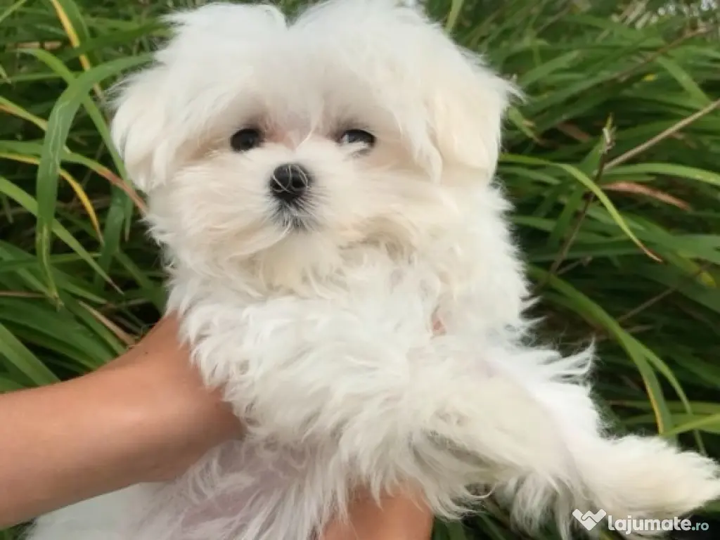 pui bichon maltez mini toy trecupe