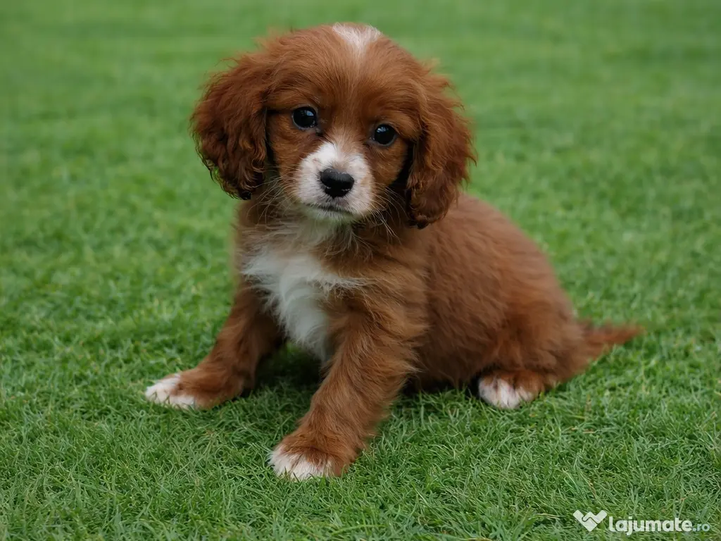 Pui rasa Cavapoo roșcat cu garanție medicală 