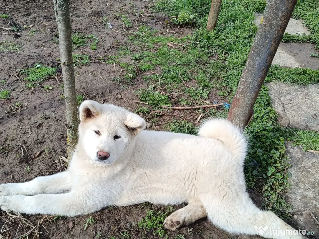 Vand femela Akita Inu 