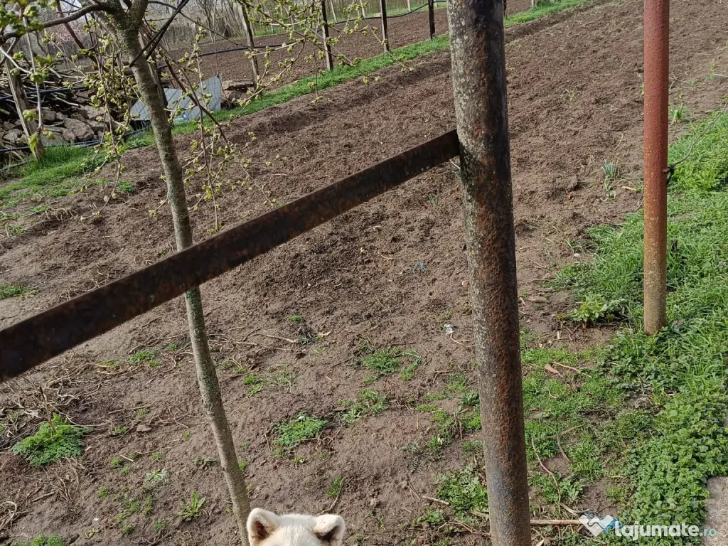 Vand femela Akita Inu 