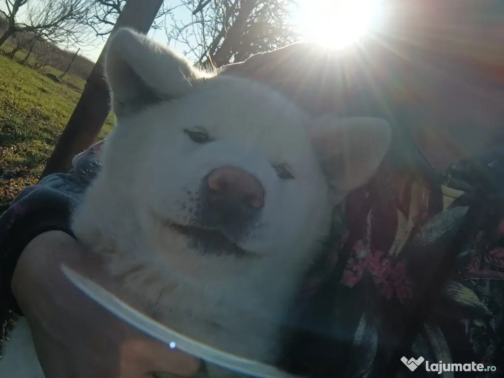 Vand femela Akita Inu 