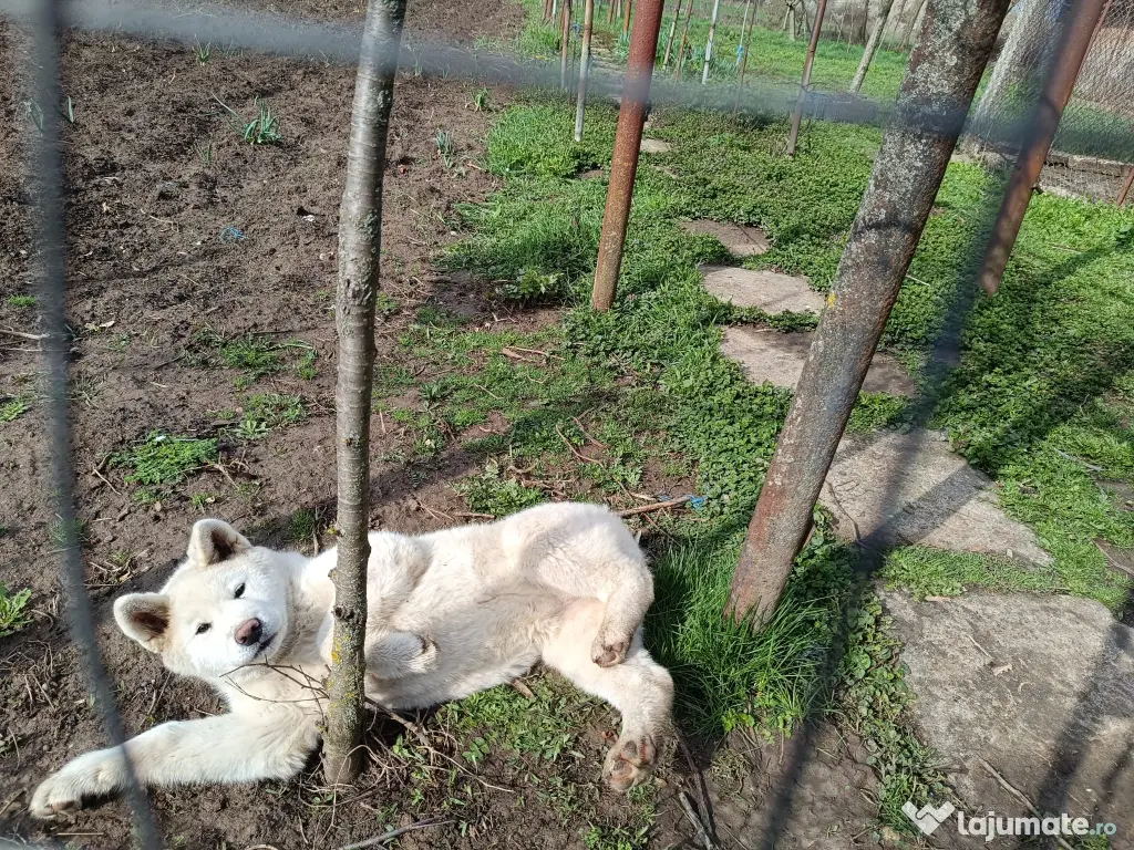 Vand femela Akita Inu 