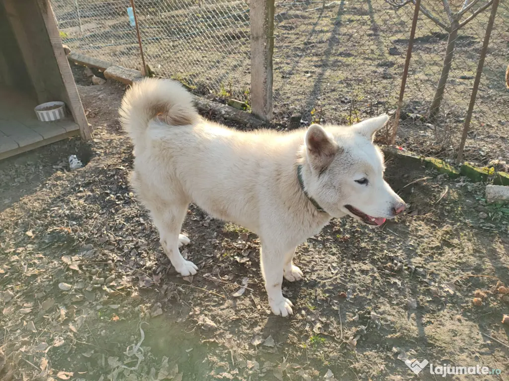 Vand femela Akita Inu 