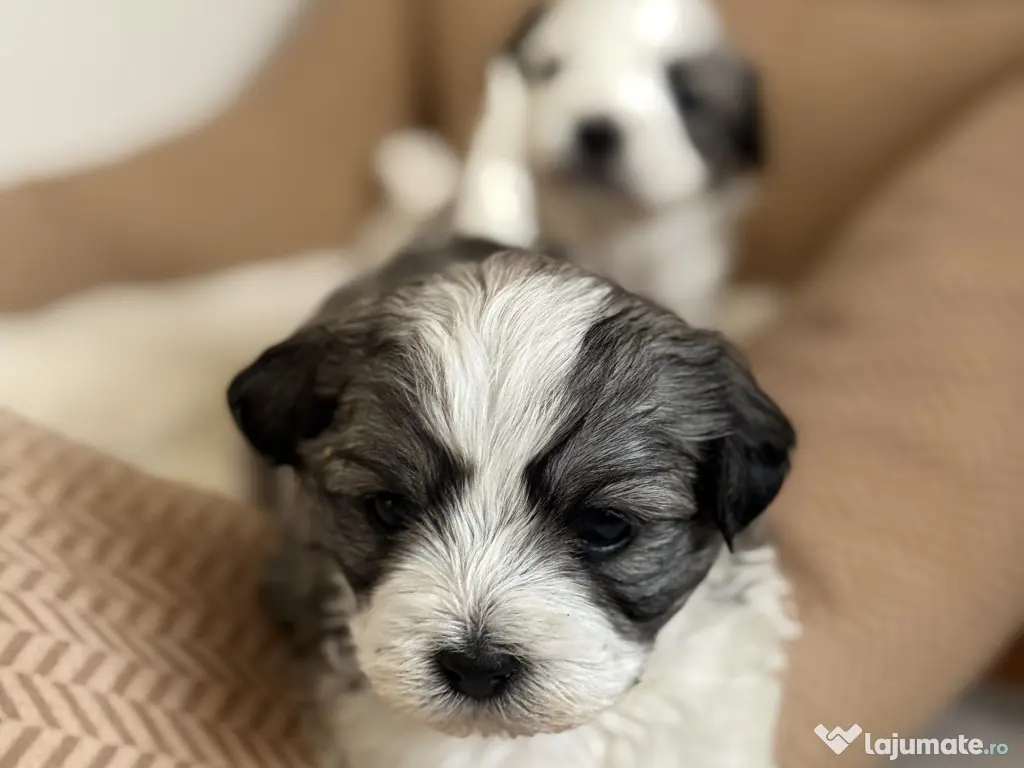 Vand catelusi bishoni 