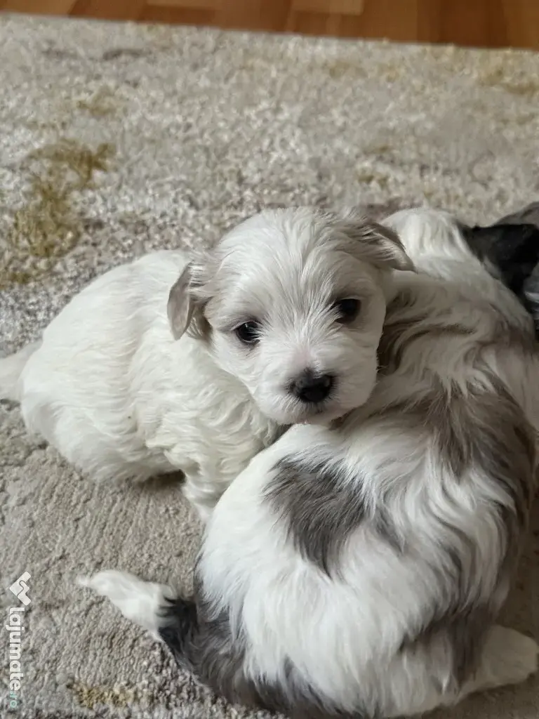 Vand catelusi bishoni 