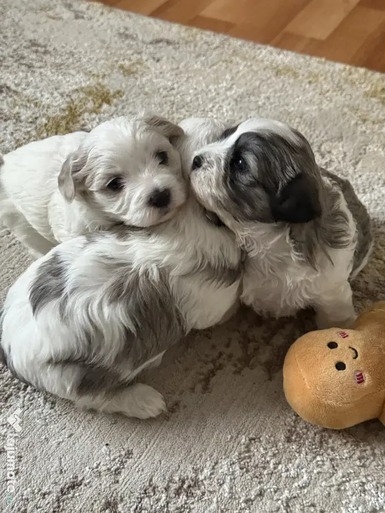 Vand catelusi bishoni 