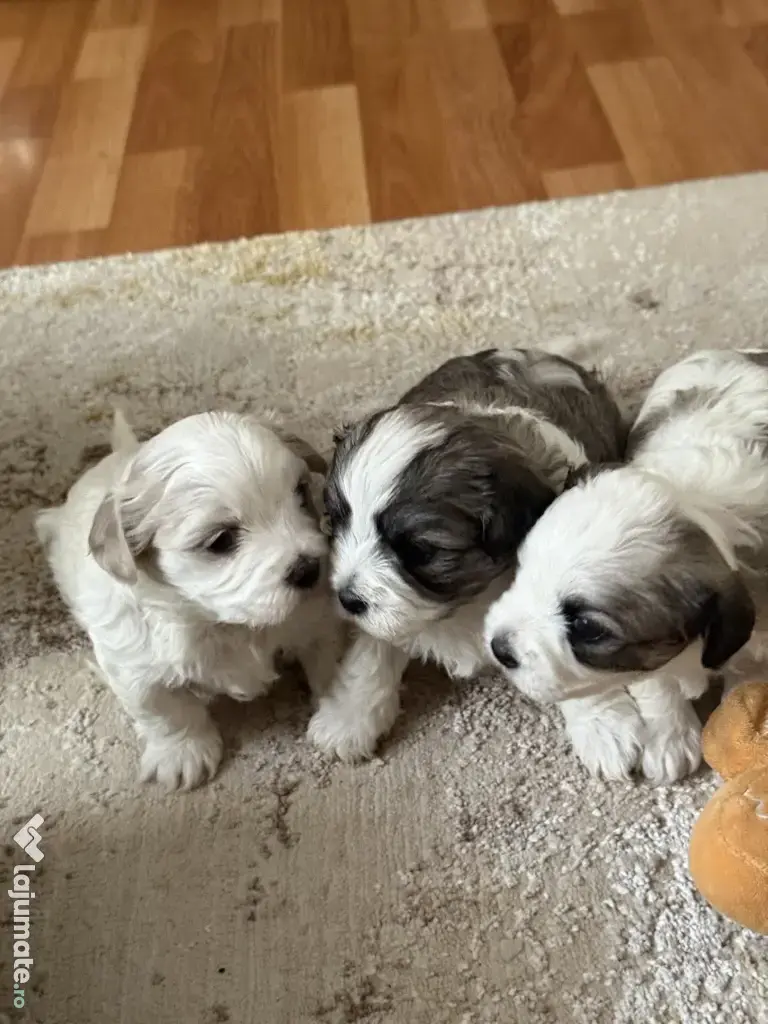 Vand catelusi bishoni 