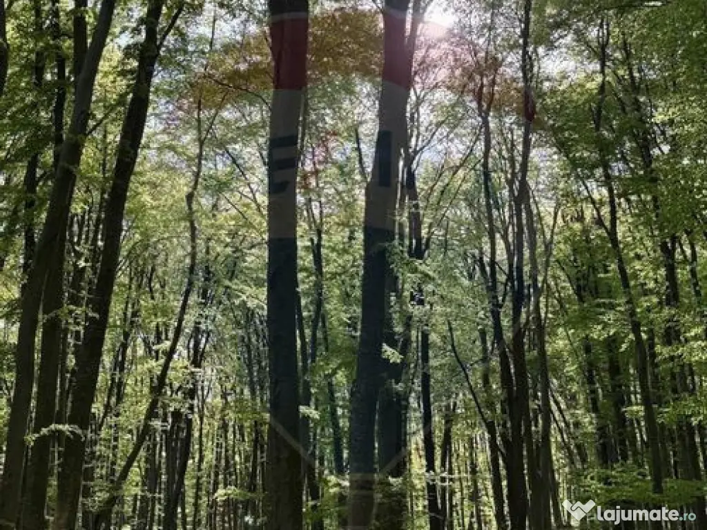 DE VANZARE Teren intr-un colț de Transilvanie autentică 