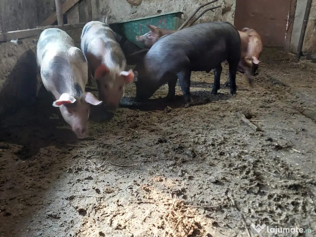 Purcei de vanzare-Chirnogeni