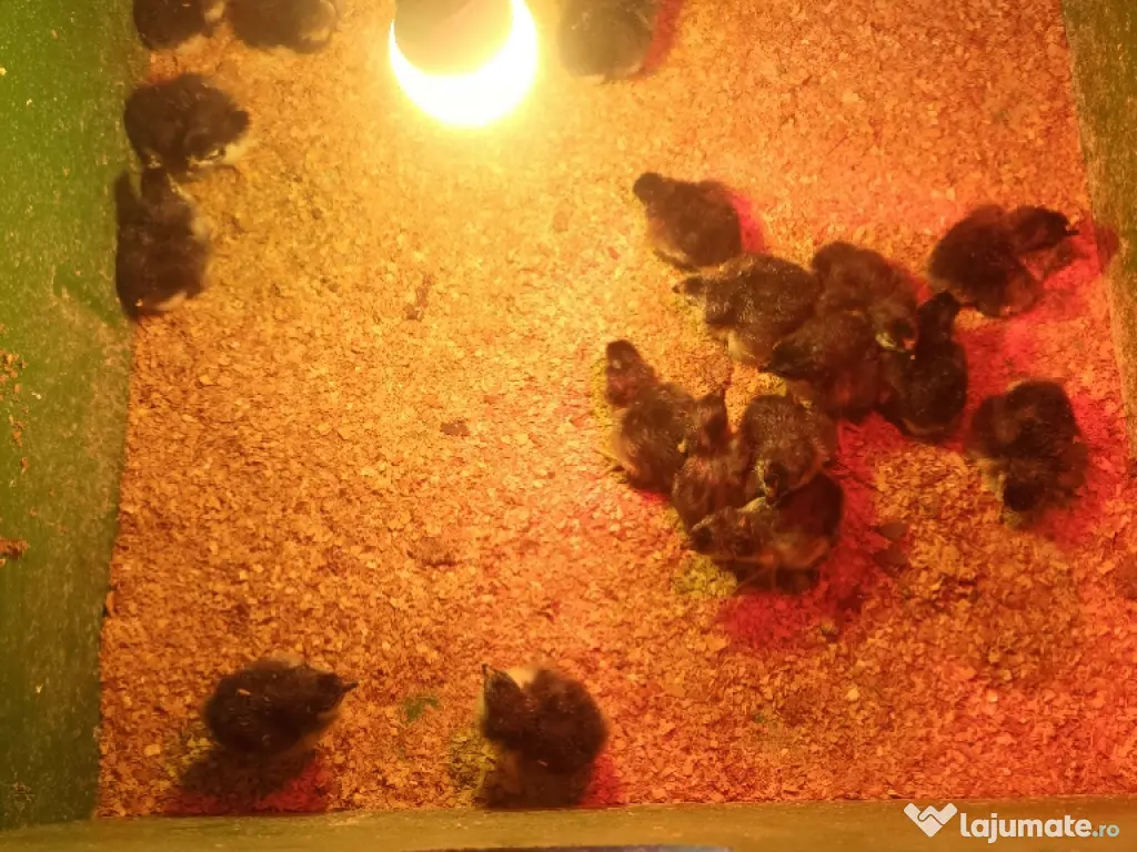 pui de găină australorp si rasă mixtă 