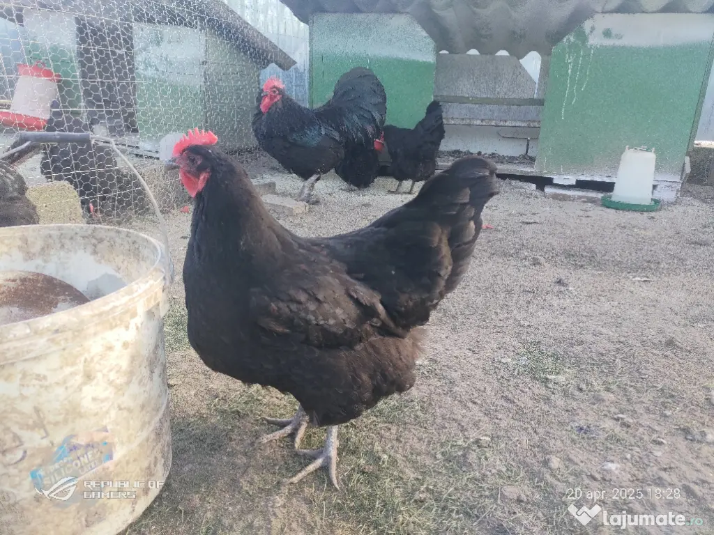 pui de găină australorp si rasă mixtă 