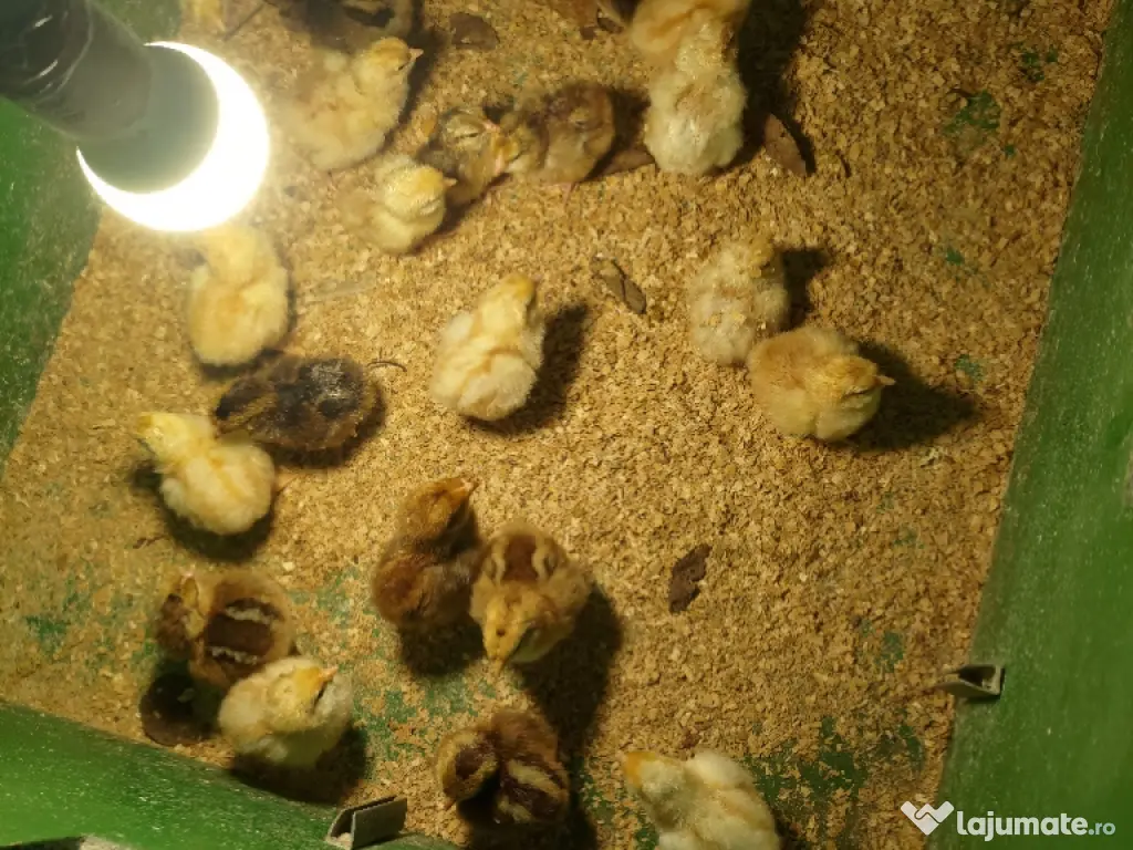 pui de găină australorp si rasă mixtă 