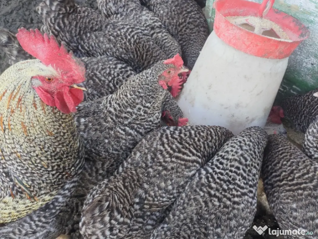 pui de găină australorp si rasă mixtă 