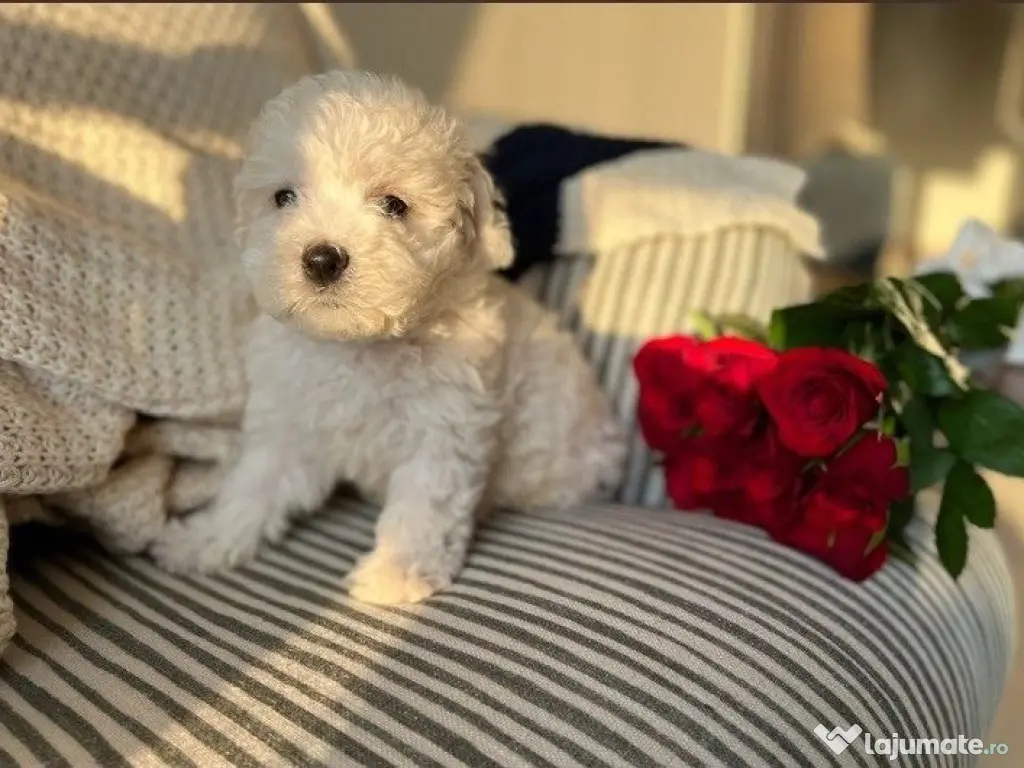 Bichon maltez mini toy 