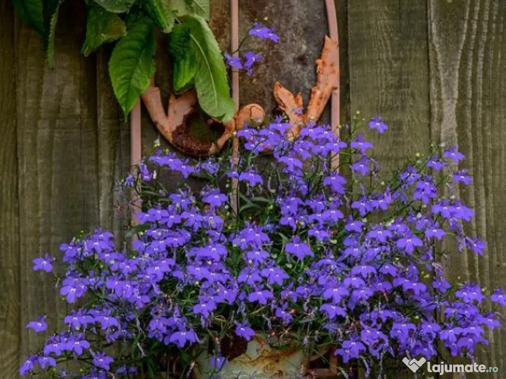 FILM Tur 3D! Casa cu gradina, pomi fructiferi, fantana, Zago 