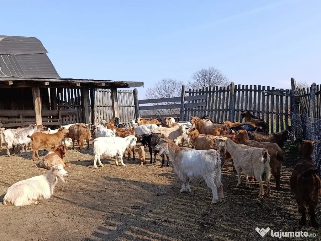 Vând 29 CAPRE fără coarne, 5 țapi şi 20 iezi - bune de carne şi lapte