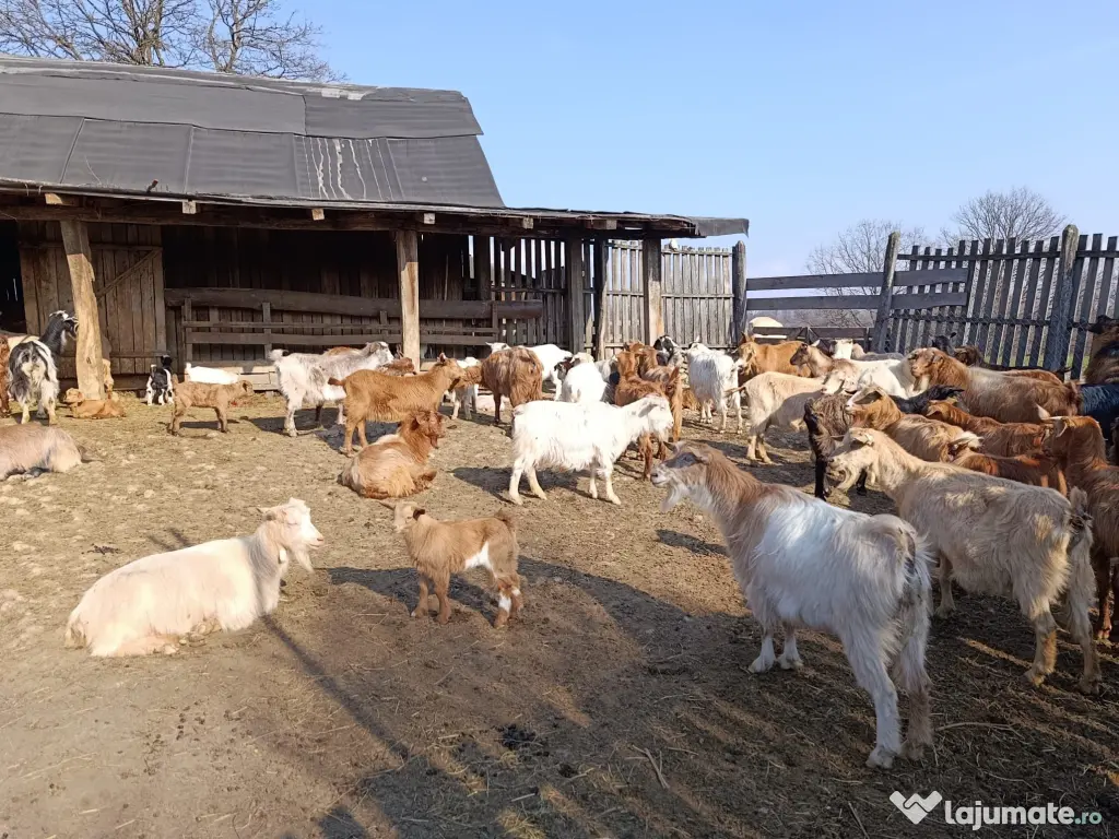 Vând 40 capre fără coarne cu iezi – bune de carne şi de lapte 