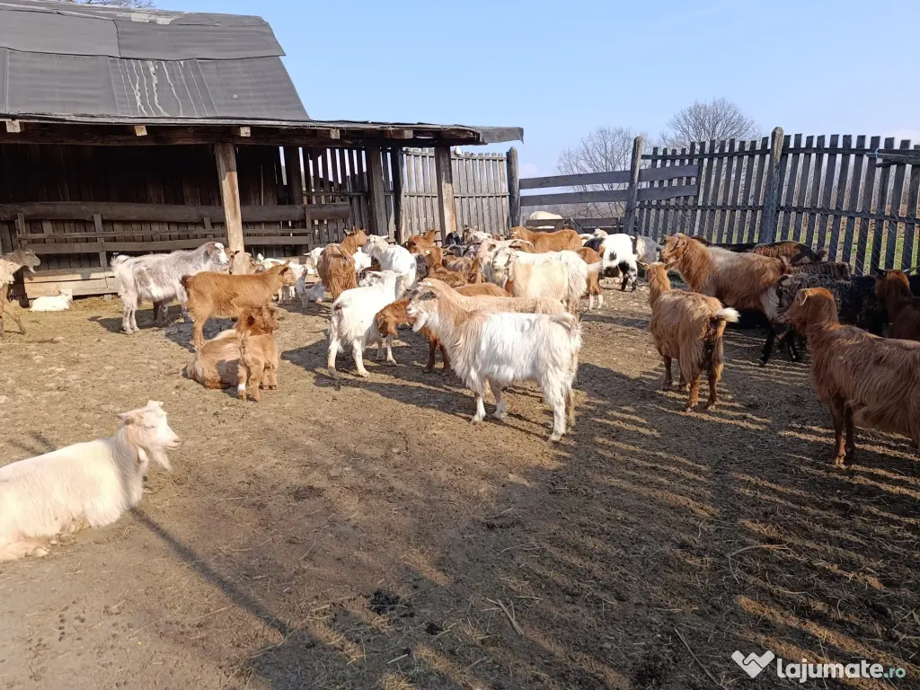Vând 40 capre fără coarne cu iezi – bune de carne şi de lapte 