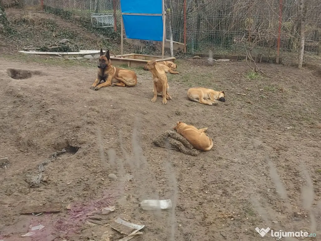 Donez catei metisi Malinois 