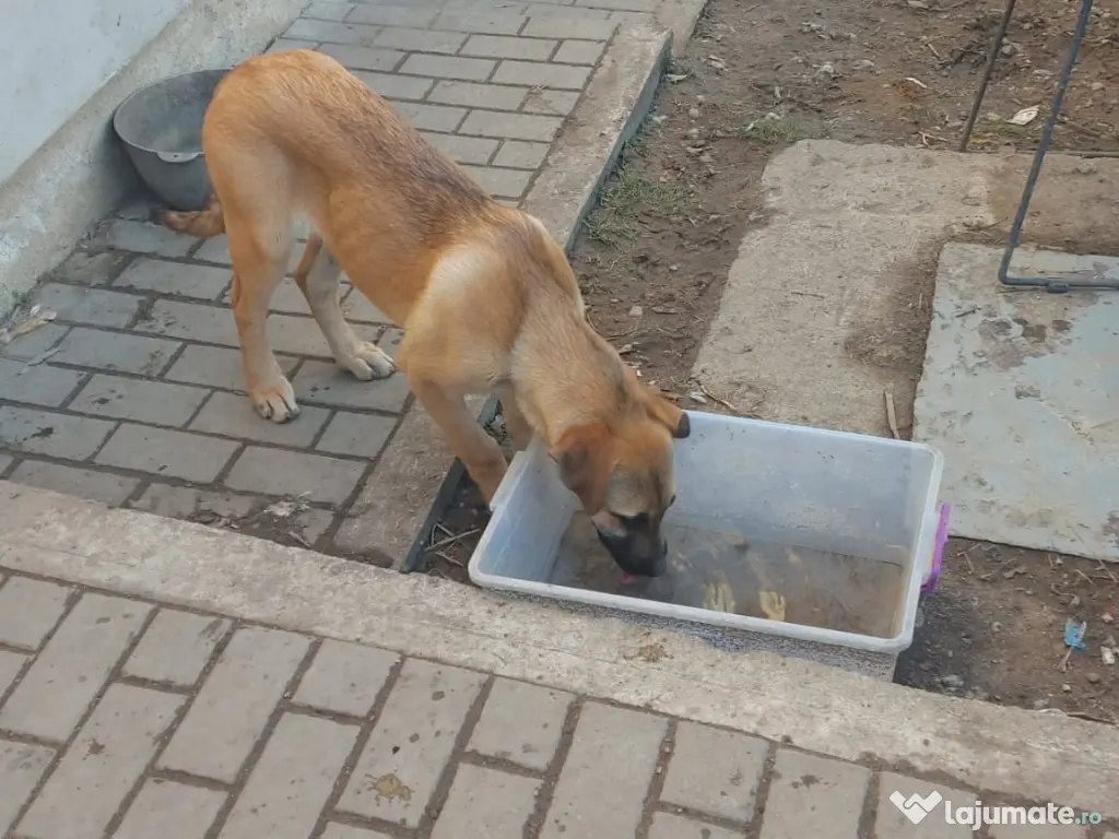 Donez catei metisi Malinois 