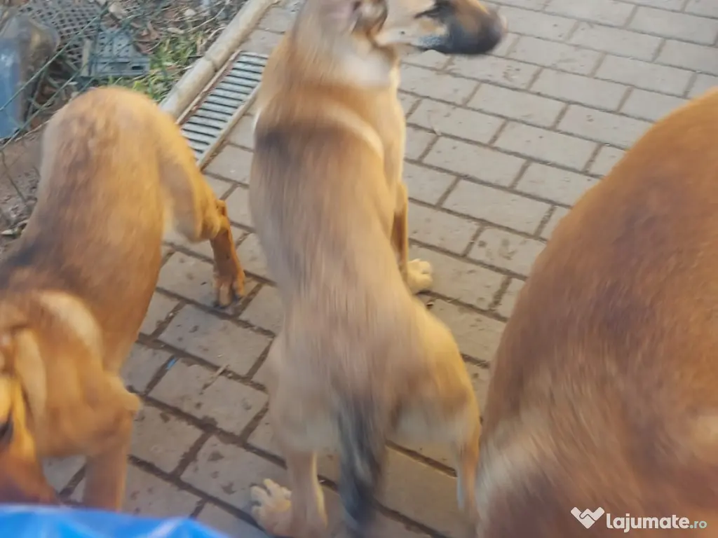 Donez catei metisi Malinois 