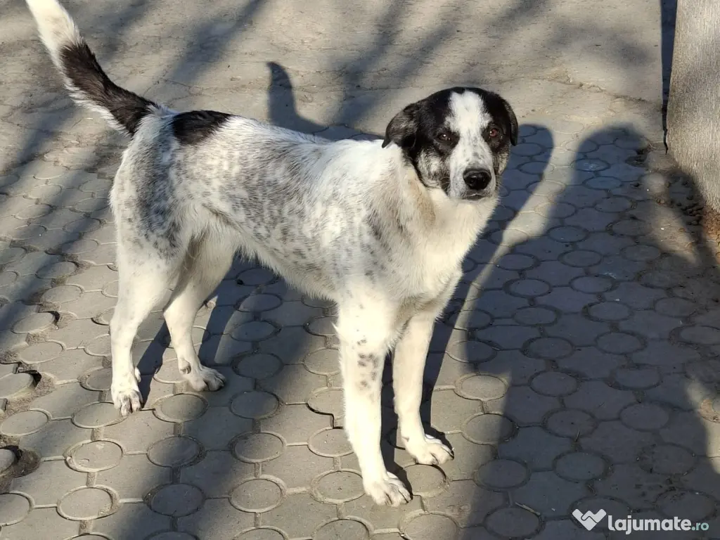 Donex catel talie medie 7 luni 