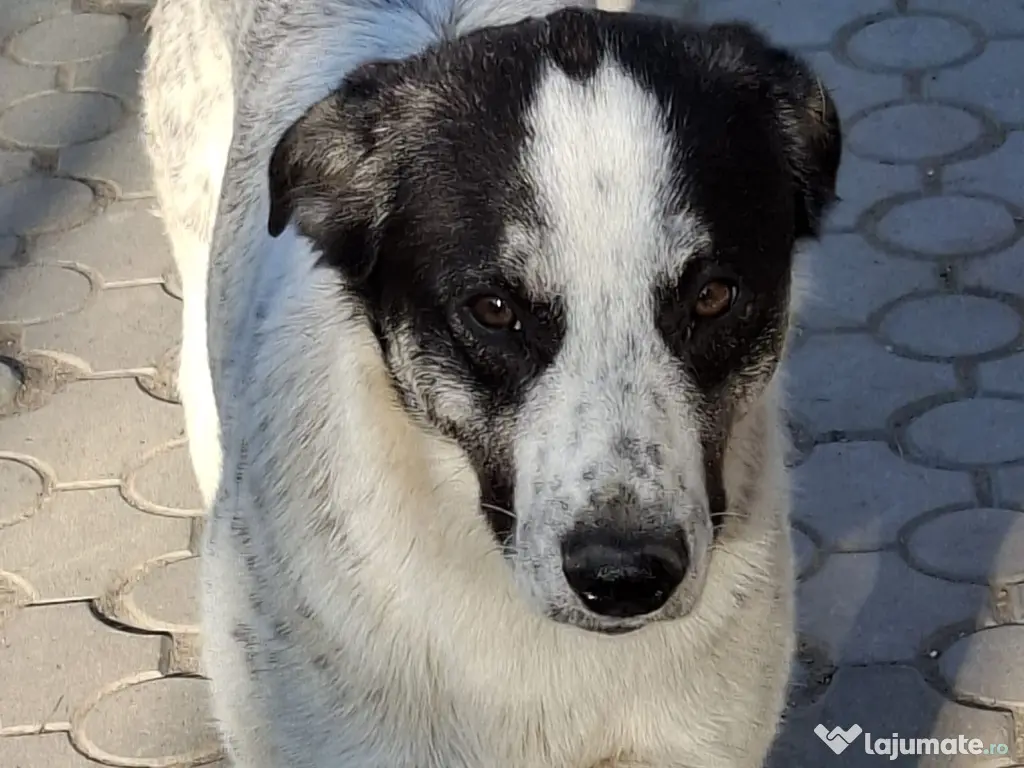 Donex catel talie medie 7 luni 