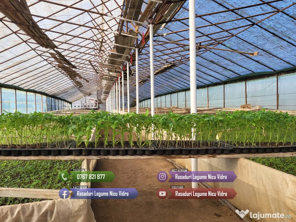 Rasaduri de rosii/tomate ardei vinete castraveti salata 2026 