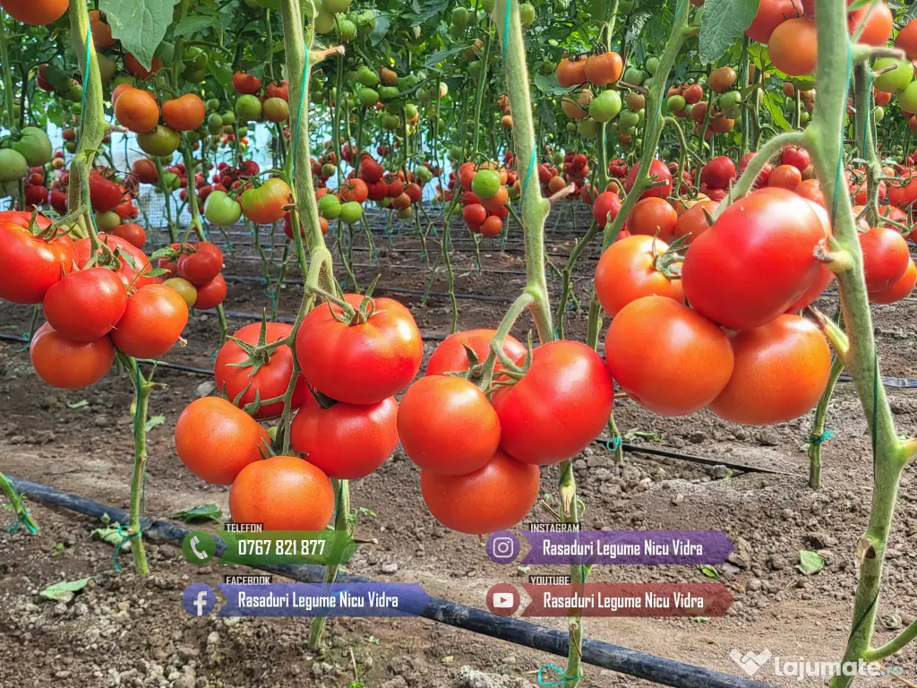 Rasaduri de rosii/tomate ardei vinete castraveti salata 2026 