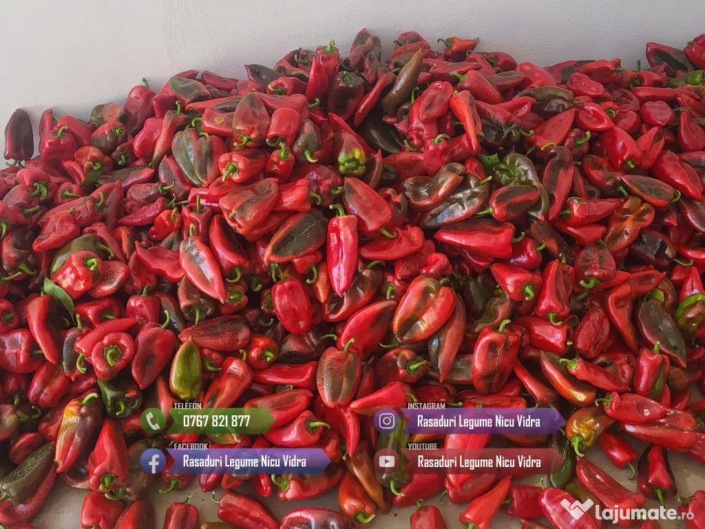 Rasaduri de rosii/tomate ardei vinete castraveti salata 2026 