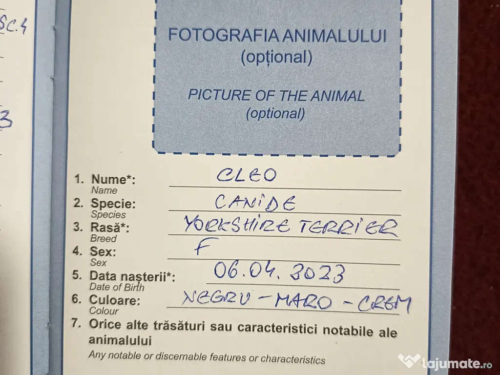 Cățelușa Cleo Yorkshire 