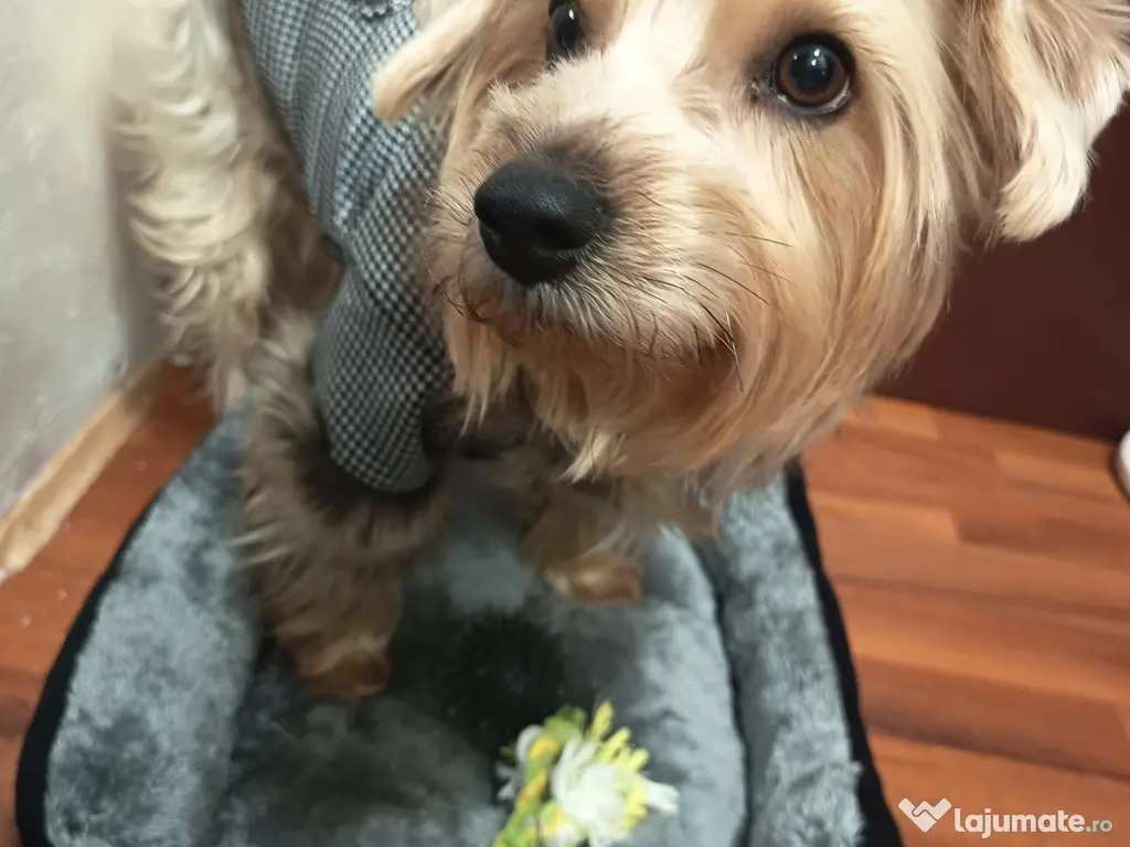 Cățelușa Cleo Yorkshire 