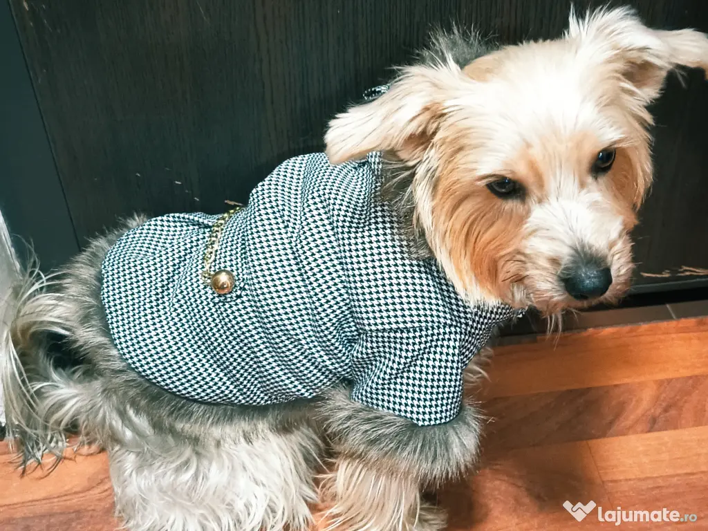 Cățelușa Cleo Yorkshire 