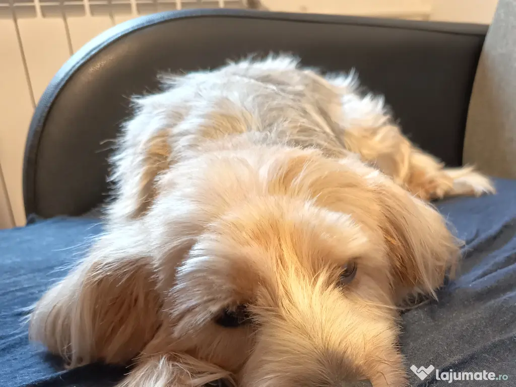 Cățelușa Cleo Yorkshire 