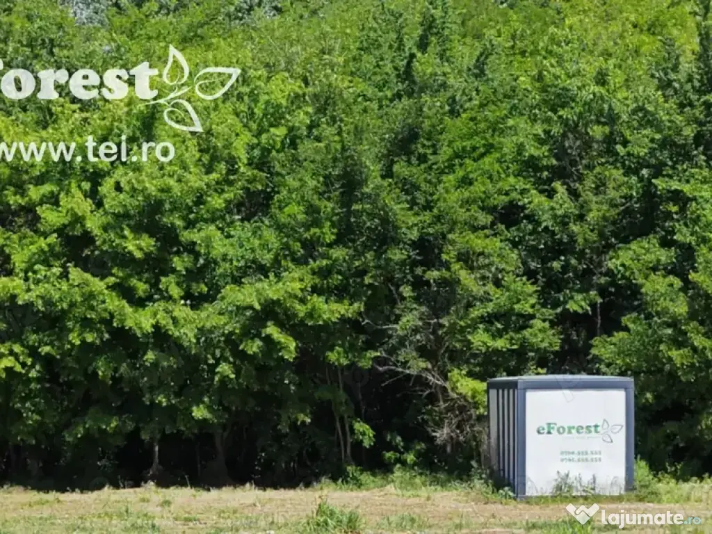 EForest, loturi teren de casă între 2 păduri, cu intrare din DN, 760mp 