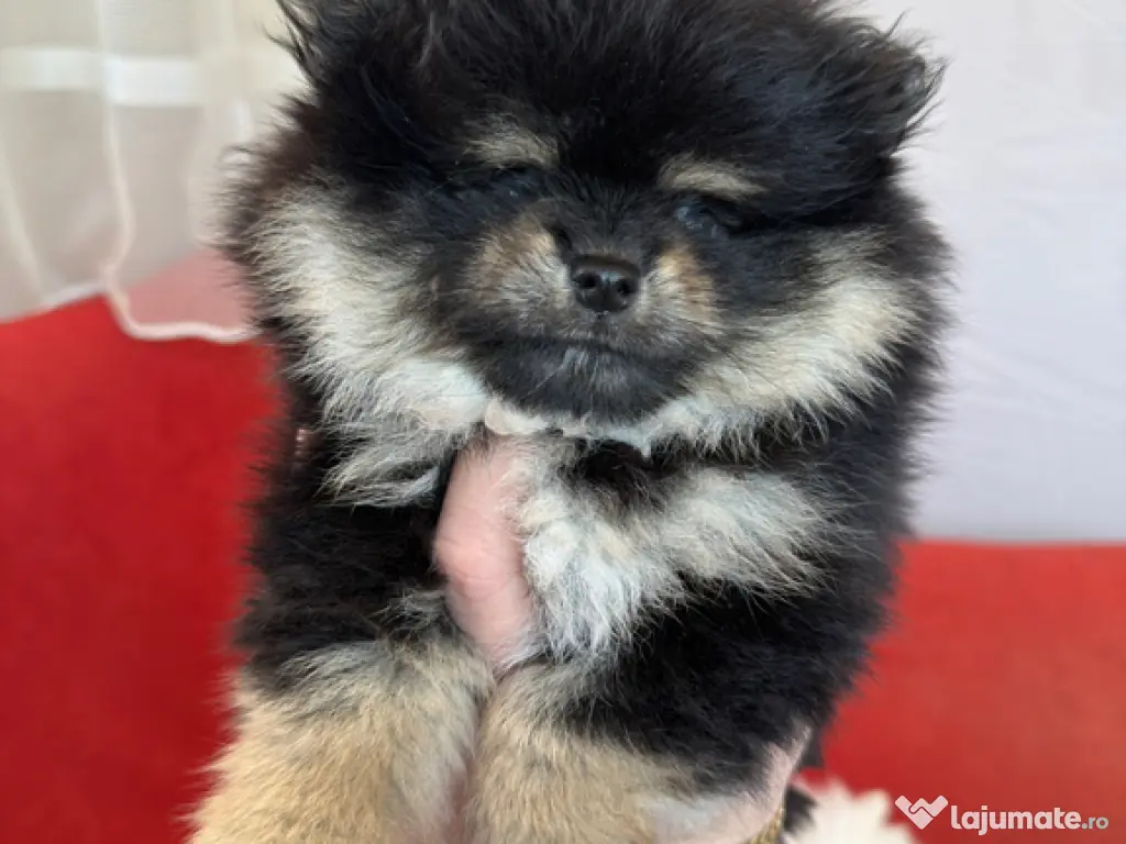 Puiut pomeranian mini toy 