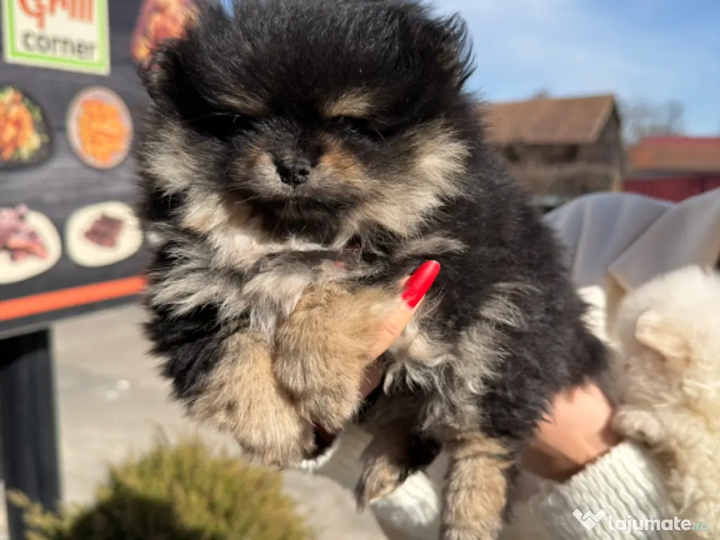 Puiut pomeranian mini toy 