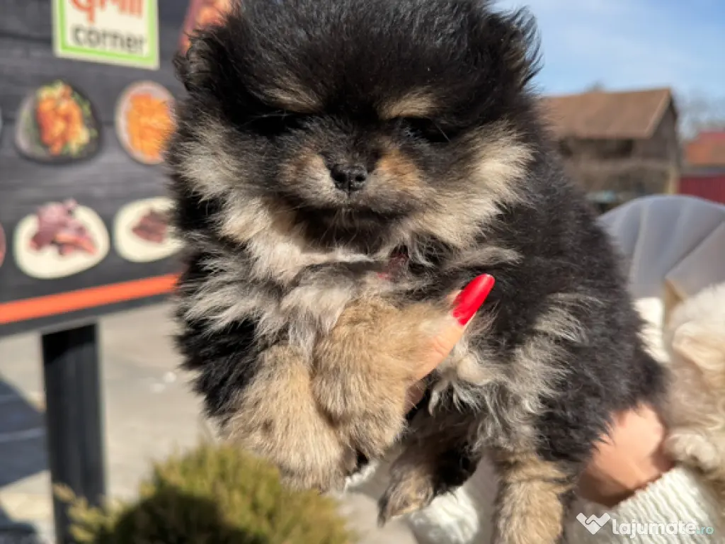 Puiut pomeranian mini toy 