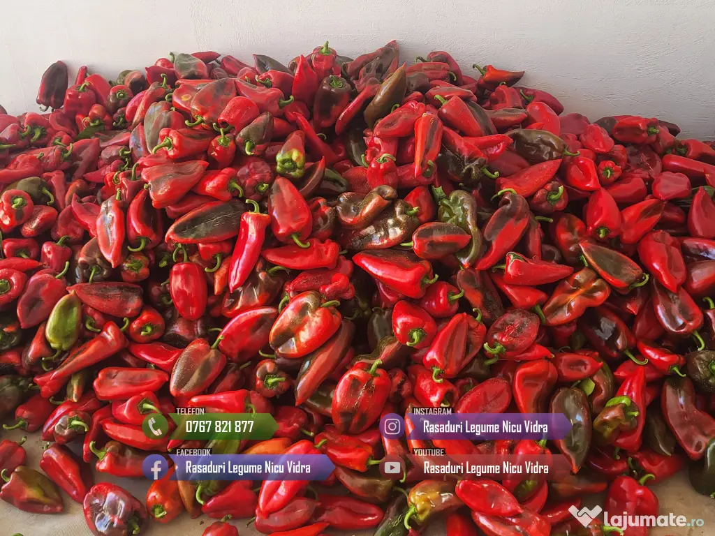 Rasaduri Legume Rasad Rosii Inima de bou Prekos Rila Ardei Vinete etc 