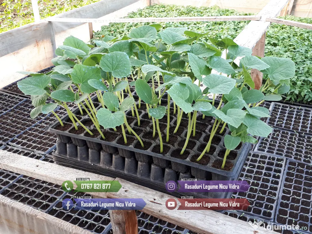Rasaduri Legume Rasad Rosii Inima de bou Prekos Rila Ardei Vinete etc 