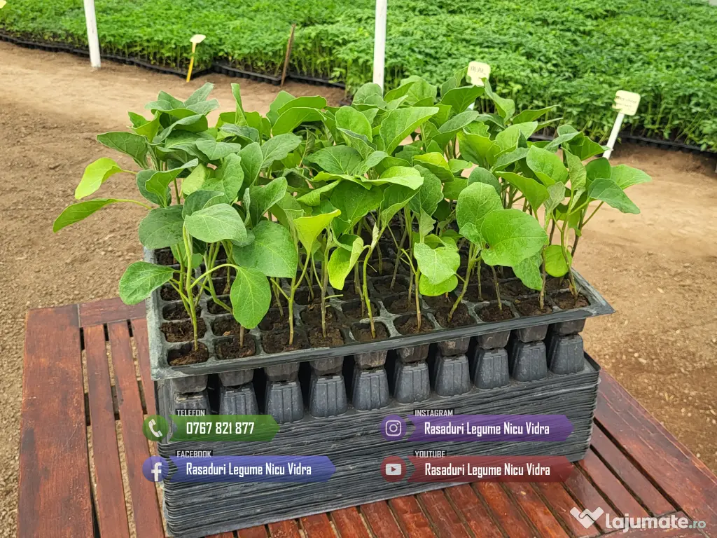 Rasaduri Legume Rasad Rosii Inima de bou Prekos Rila Ardei Vinete etc 