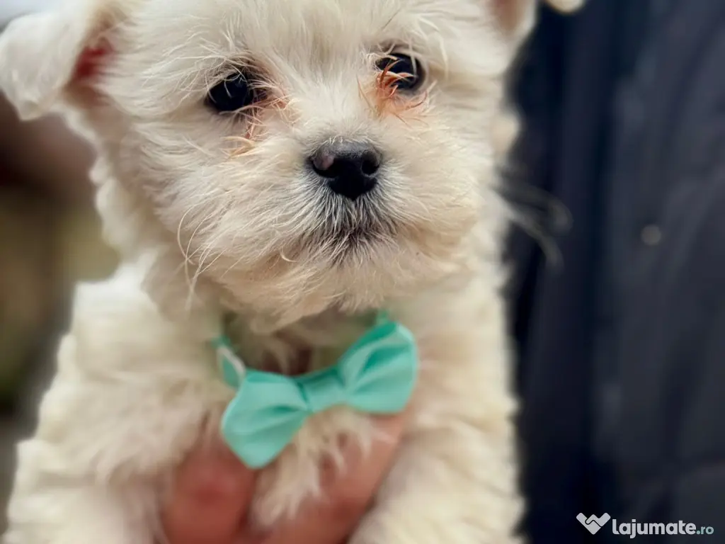 Cățeluși drăguți și iubitori