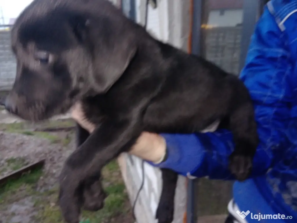 Cătelusi Labrador Retriver 