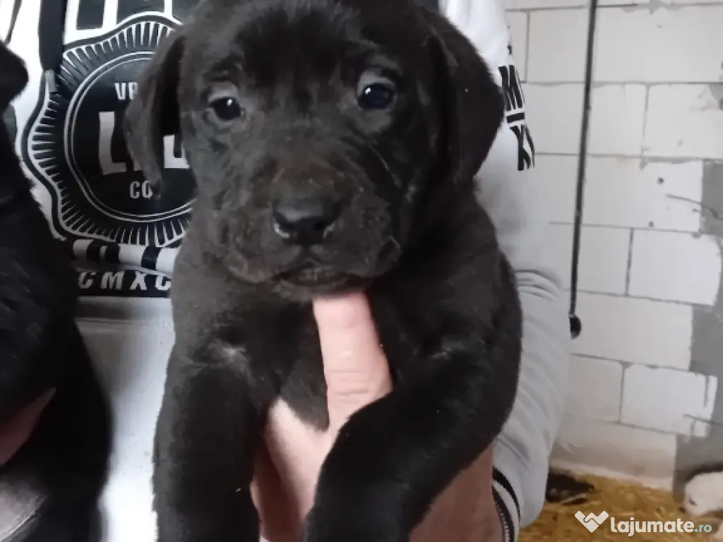 Cătelusi Labrador Retriver 