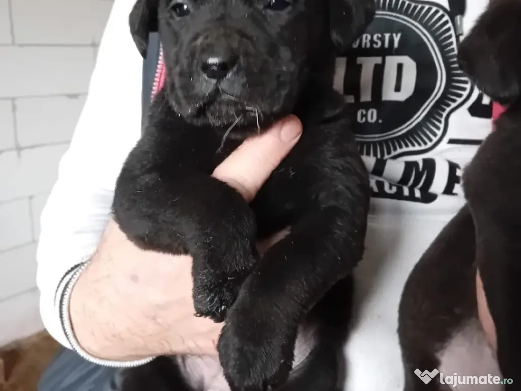 Cătelusi Labrador Retriver 