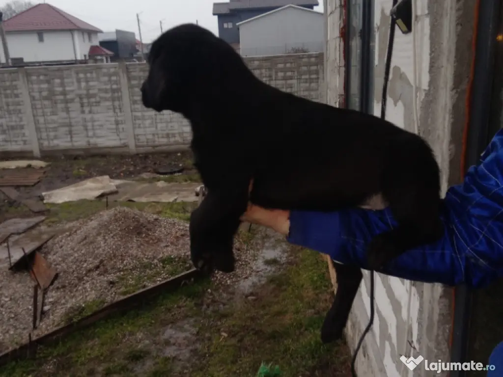 Cătelusi Labrador Retriver 