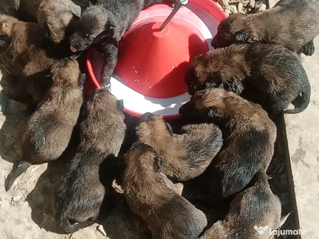 Catei Belgian Malinois 