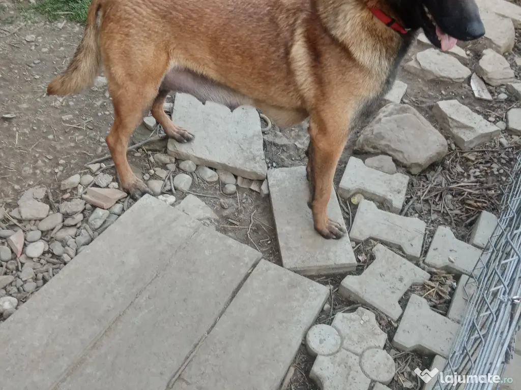 Catei Belgian Malinois 